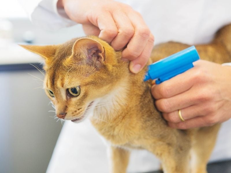 Mikroçip Uygulaması