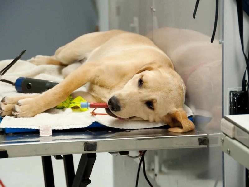 Yoğun Bakım Hizmetleri