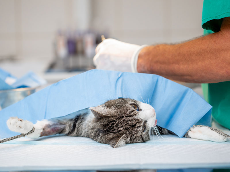 Yumuşak Doku Operasyonları