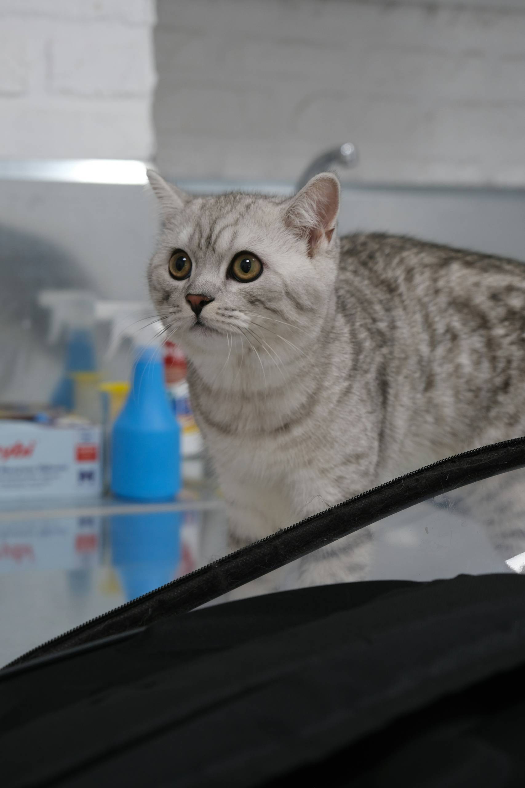 Veteriner klinikleri Veteriner klinikleri