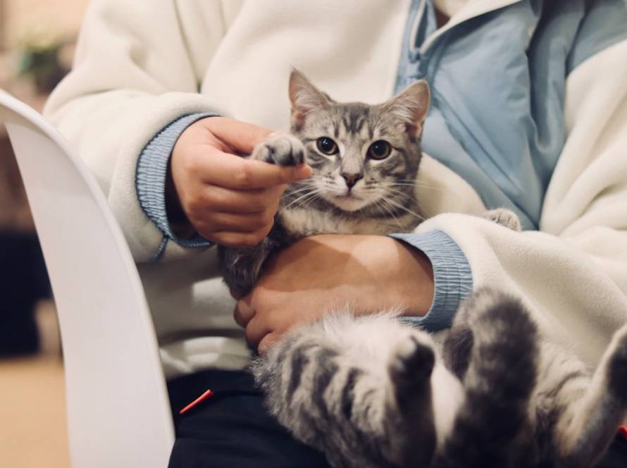 Veteriner ADANA çukurova